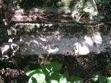 image of grave number 260424
